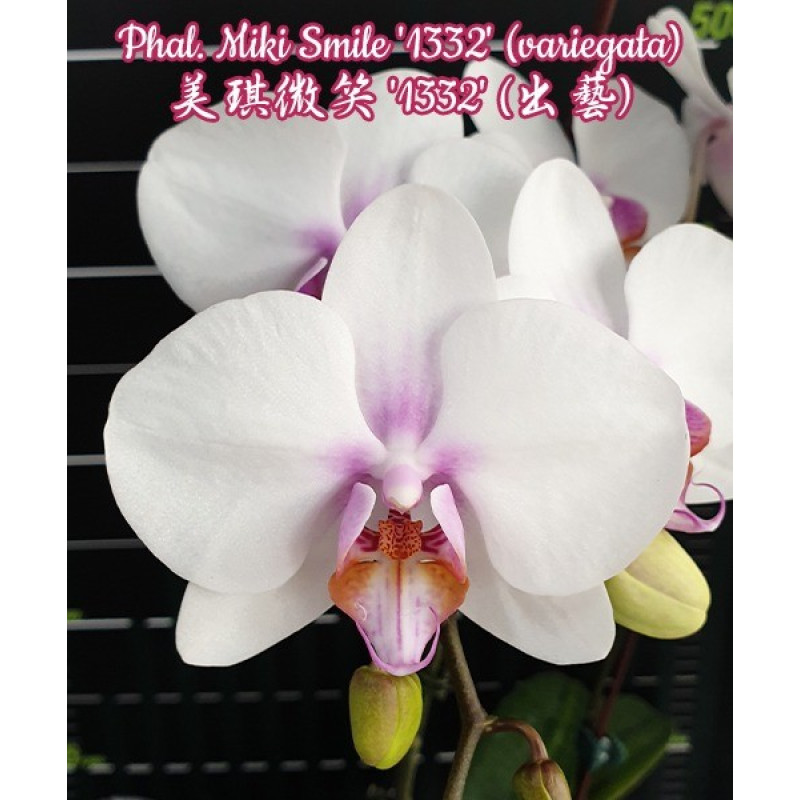 さひあ Орхидея Phal. Miki Smile 1332 - купить, доставка Украина